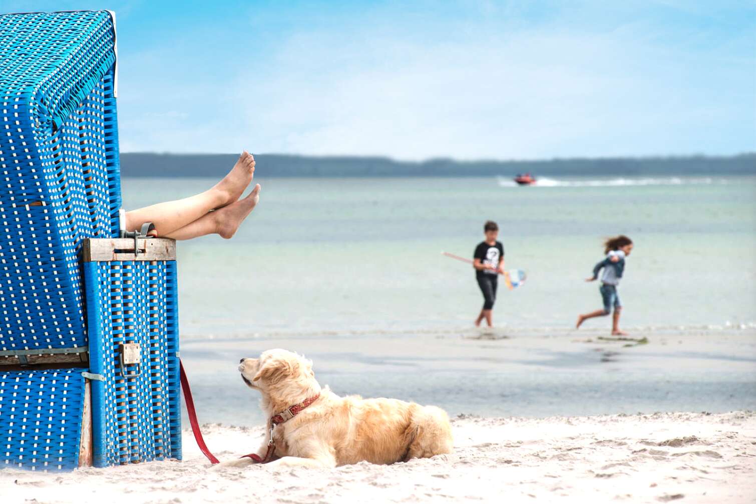 Ein Hund am Strand